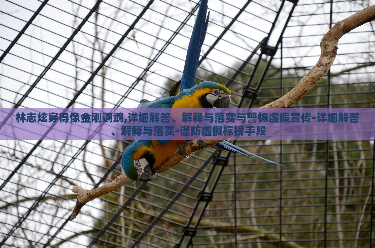 林志炫穿得像金剛鸚鵡,詳細解答、解釋與落實與警惕虛假宣傳-詳細解答、解釋與落實-謹防虛假標榜手段