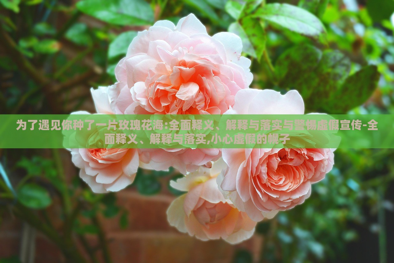 為了遇見(jiàn)你種了一片玫瑰花海:全面釋義、解釋與落實(shí)與警惕虛假宣傳-全面釋義、解釋與落實(shí),小心虛假的幌子