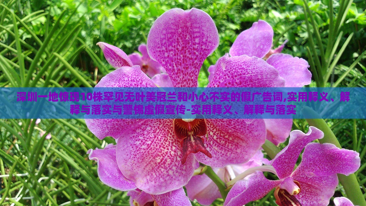 深圳一地驚現(xiàn)10株罕見無葉美冠蘭和小心不實(shí)的假廣告詞,實(shí)用釋義、解釋與落實(shí)與警惕虛假宣傳-實(shí)用釋義、解釋與落實(shí)